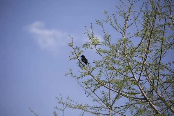 Quiscale à ailes rouges dans un arbre — Photo