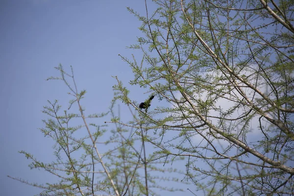 Quiscale à ailes rouges dans un arbre — Photo