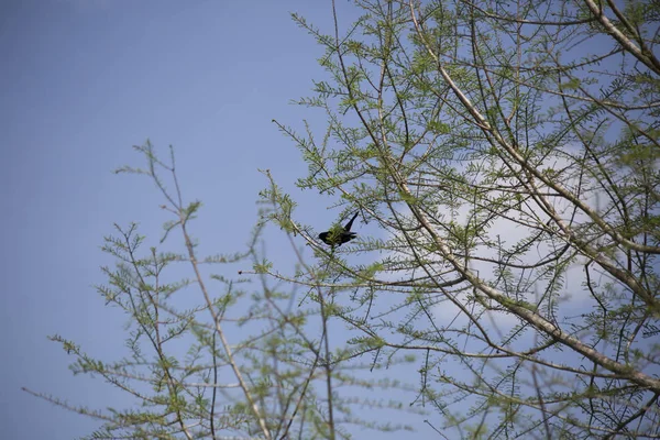 Pássaro-negro de asas vermelhas numa árvore — Fotografia de Stock