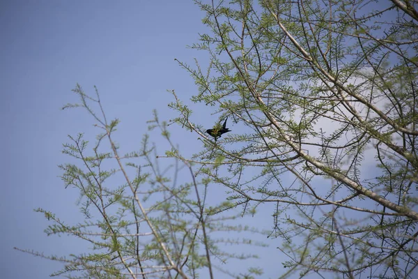 Kırmızı - kanatlı blackbird ağaçta