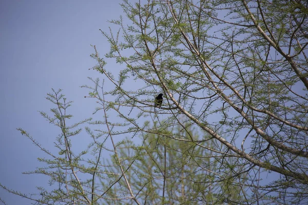 Kırmızı - kanatlı blackbird ağaçta