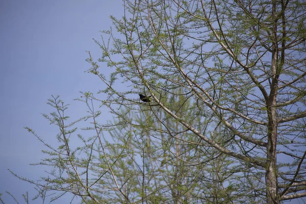 Rotflügelamsel in einem Baum — Stockfoto