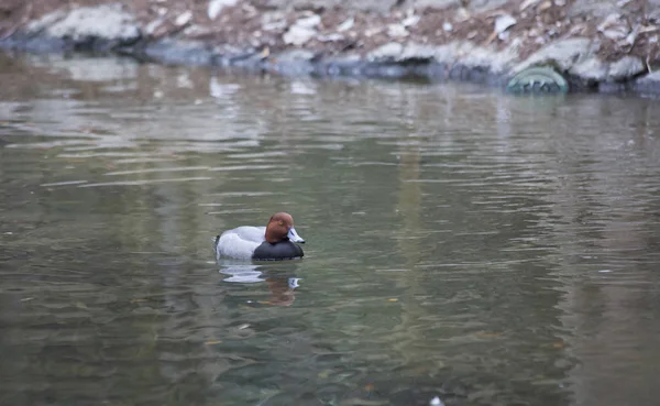 红发鸭游泳 — 图库照片
