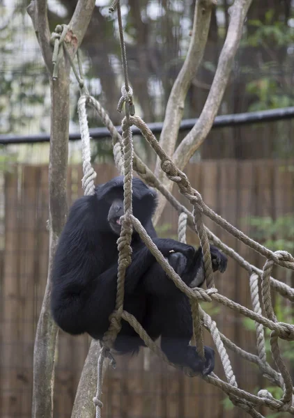 Siamang Gibbon on the Ropes — Stock Photo, Image