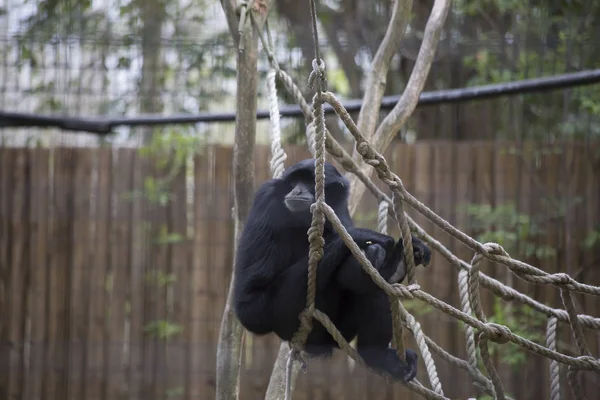 Siamang Gibbon on the Ropes — Stock Photo, Image