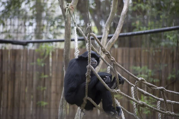 Siamang Gibbon on the Ropes — Stock Photo, Image