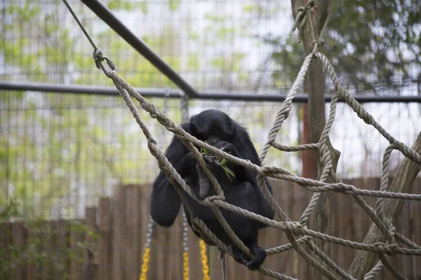 Siamang Gibbon on the Ropes — Stockfoto