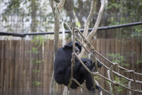 Siamang Gibbon on the Ropes — Stockfoto