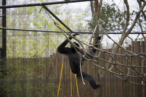 Speelse Siamang Gibbon — Stockfoto