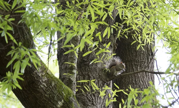 Esquilo cinzento oriental — Fotografia de Stock