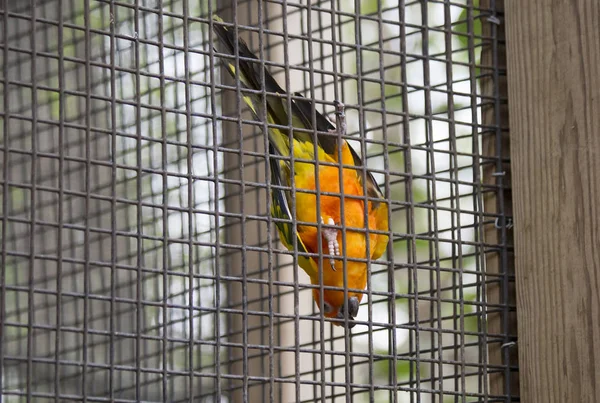 Słońce conure ptak — Zdjęcie stockowe