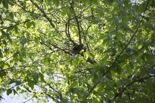 Ağaçta kuş yuvası
