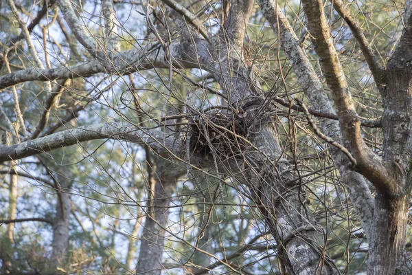 Ninho de pássaro em uma árvore — Fotografia de Stock
