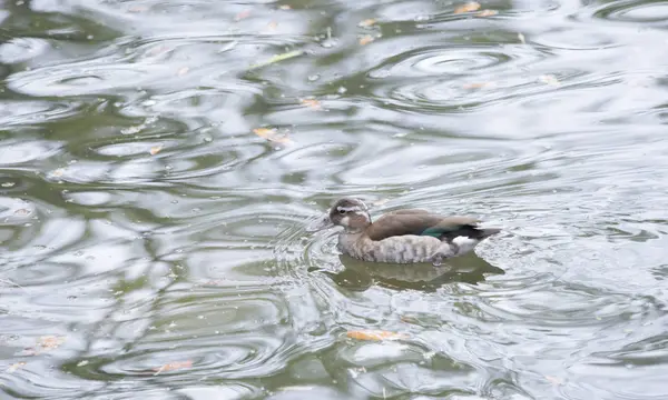 Ringed Tal Duck — стоковое фото