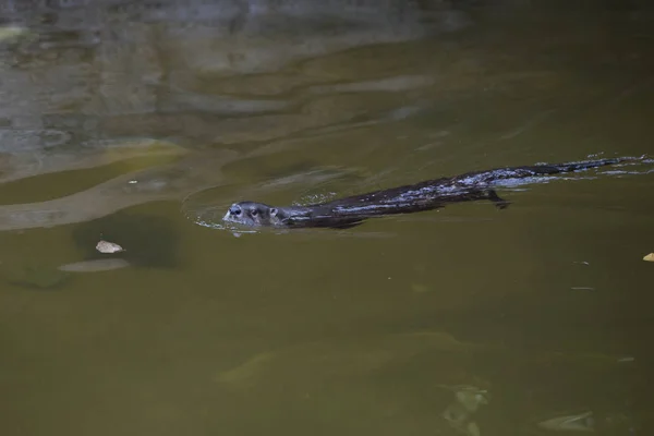 Flussotterschwimmen — Stockfoto