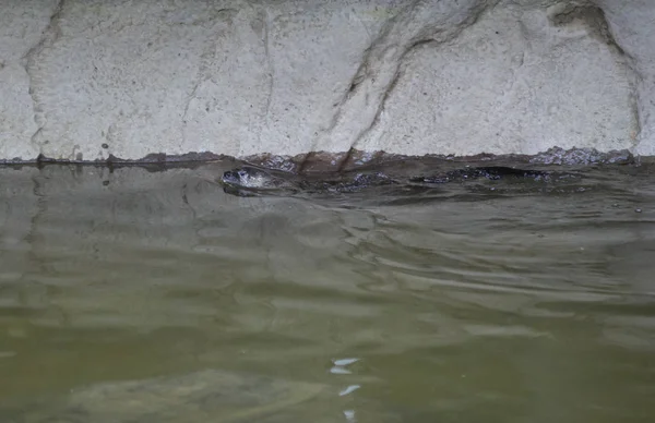 Rio Otter Natação — Fotografia de Stock