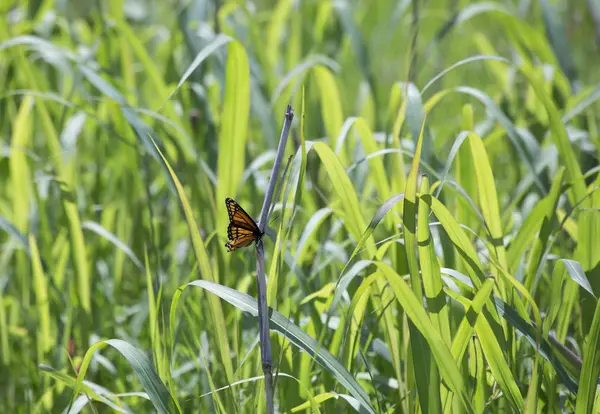 Kalın çim Monarch Kelebek