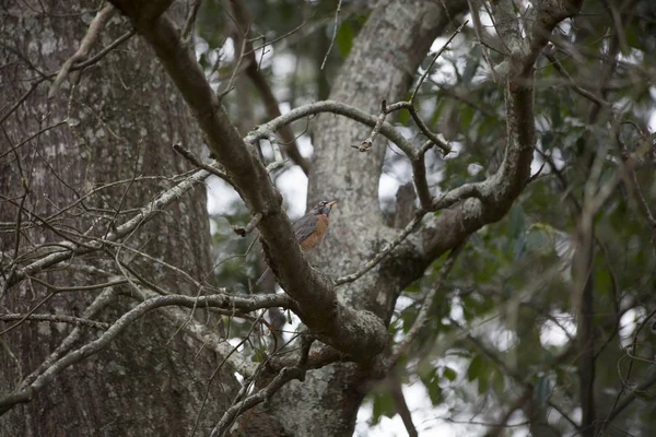 Robin des bois américain dans un arbre — Photo