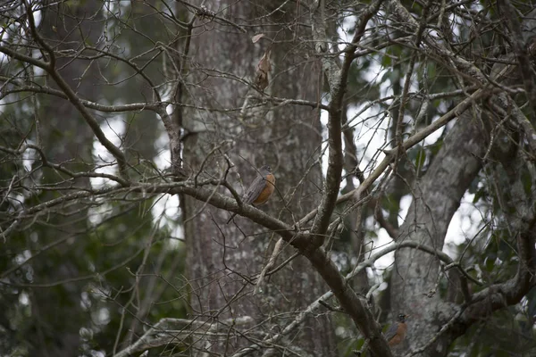 American Robin in a Tree — Stock Photo, Image