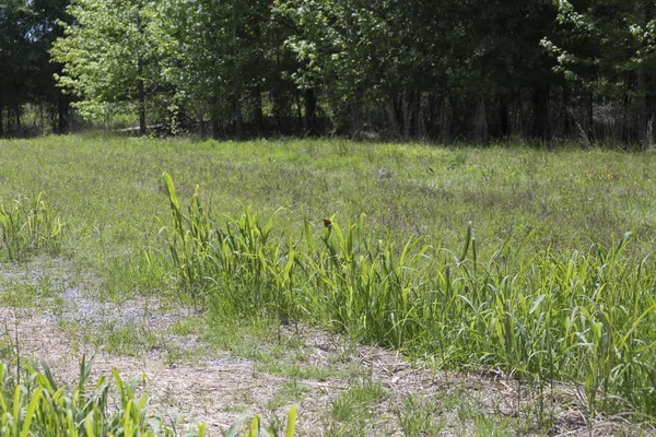 Monarch Kelebek tünemiş