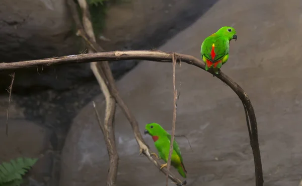 Modrá korunován Lorikeets — Stock fotografie