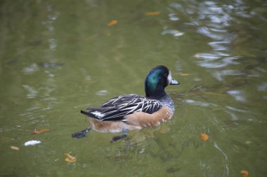 Chilo Wigeon ördek
