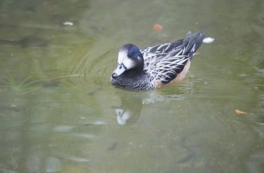 Chilo Wigeon ördek