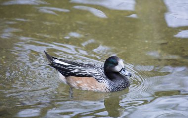 Chilo Wigeon Drake
