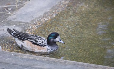 Chilo Wigeon Drake