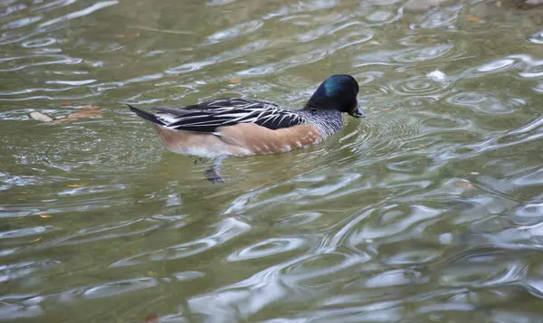 Chilo jalá Pato de Wigeon — Foto de Stock