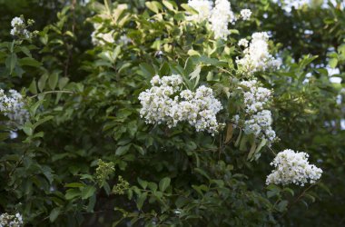 Çiçek açan krep Myrtle