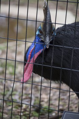 cassowary çift wattled