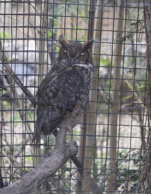 Büyük Boynuzlu Baykuş