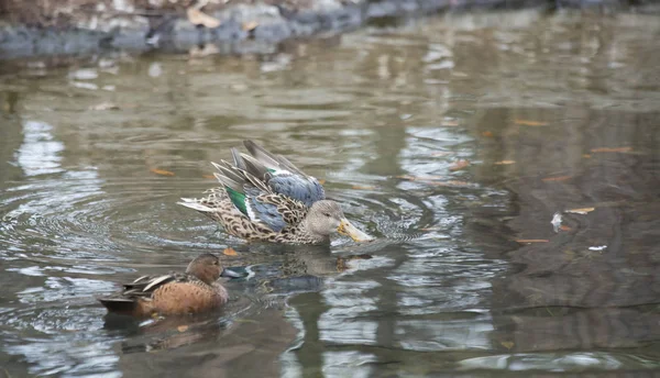 Patos. — Foto de Stock