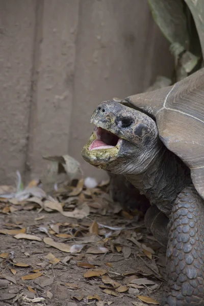 Galapagos sköldpadda — Stockfoto