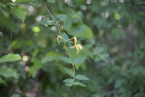 Honeysuckles — Stock Photo, Image