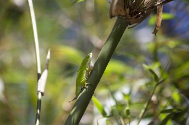 Yeşil anole