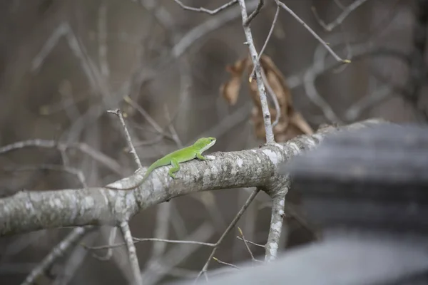 Jagd auf grüne Anole — Stockfoto