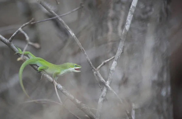 Mangiare anolo verde — Foto Stock