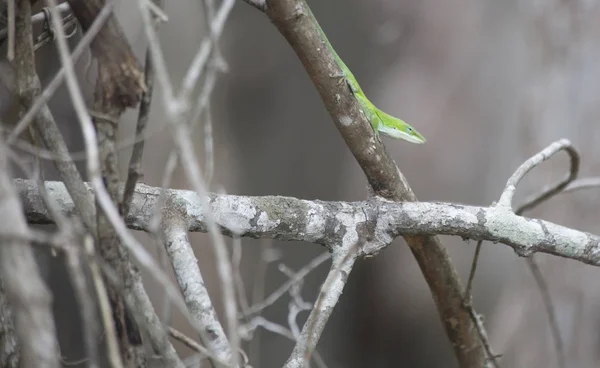 Anole verde —  Fotos de Stock