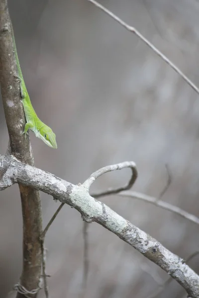 Anole Hijau — Stok Foto