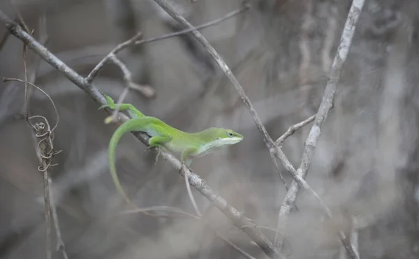 Anole Hijau — Stok Foto