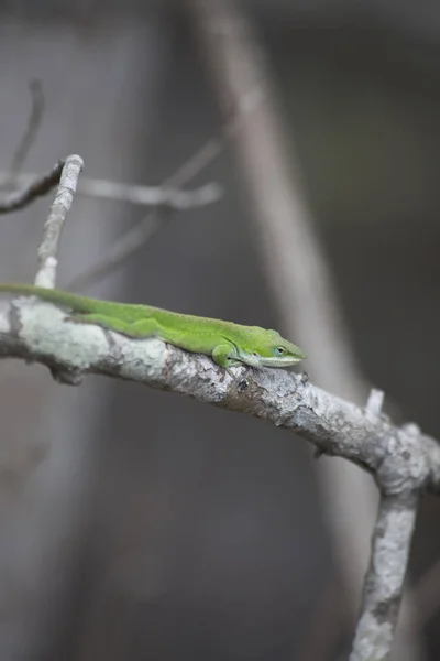 Anole Hijau — Stok Foto