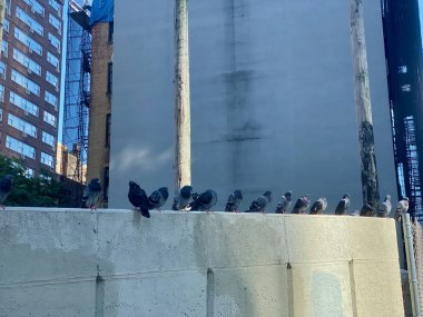 Pigeons resting on stone wall in Manhattan