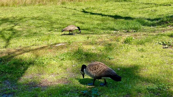 Gäss Som Äter Gräs Bergsområden — Stockfoto