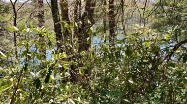 Arka planda dağ gölü olan ağaçlık bir alan.