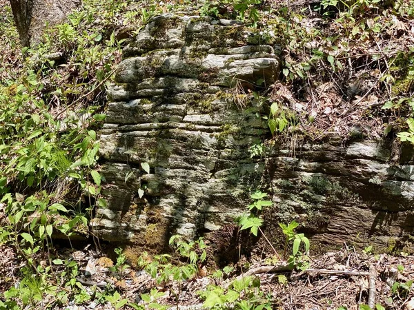 Rock formation surrounded with leaves on side of mountain