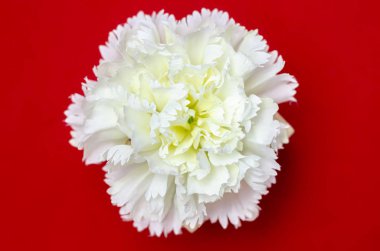 Güzel Çiçekler arka planı