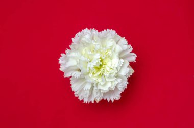 Güzel Çiçekler arka planı