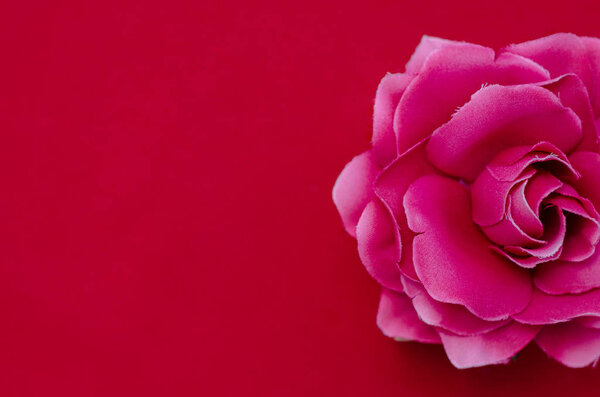 Beautiful pink roses placed on a red background.Copy space.